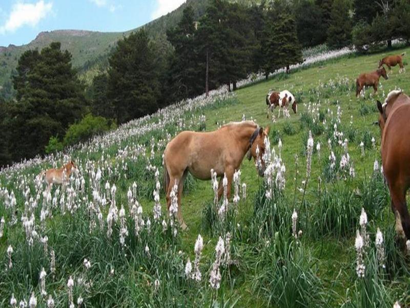 Hotel Del Pui La Massana Dış mekan fotoğraf